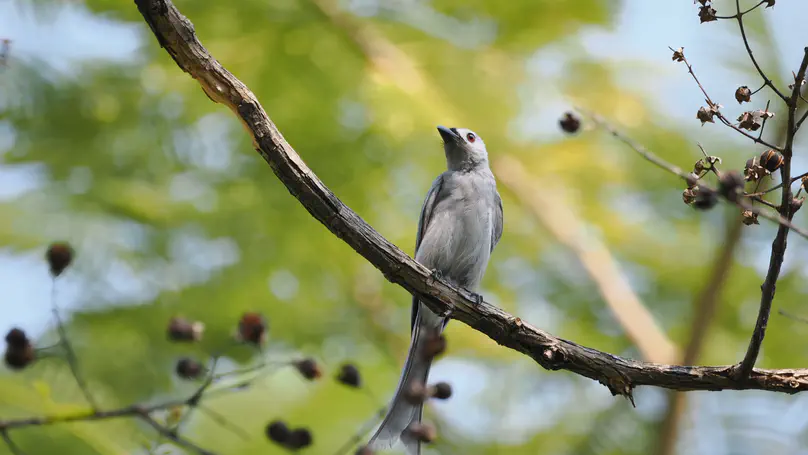 Ashy Drongo(灰卷尾) Dicrurus leucophaeus