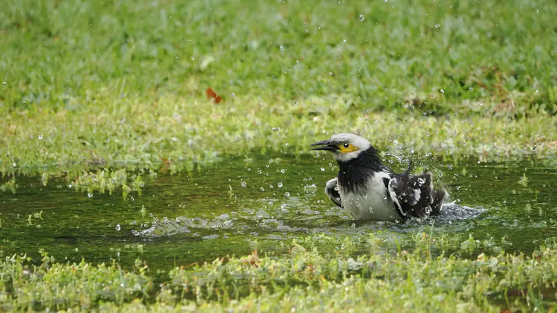Black-collared Starling (黑领椋鸟) Gracupica nigricollis