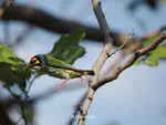 Coppersmith Barbet (赤胸拟啄木鸟) Psilopogon haemacephalus