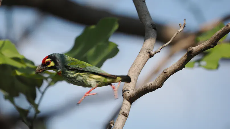 Coppersmith Barbet (赤胸拟啄木鸟) Psilopogon haemacephalus