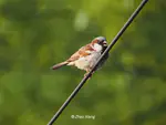 House Sparrow (家麻雀) Passer domesticus