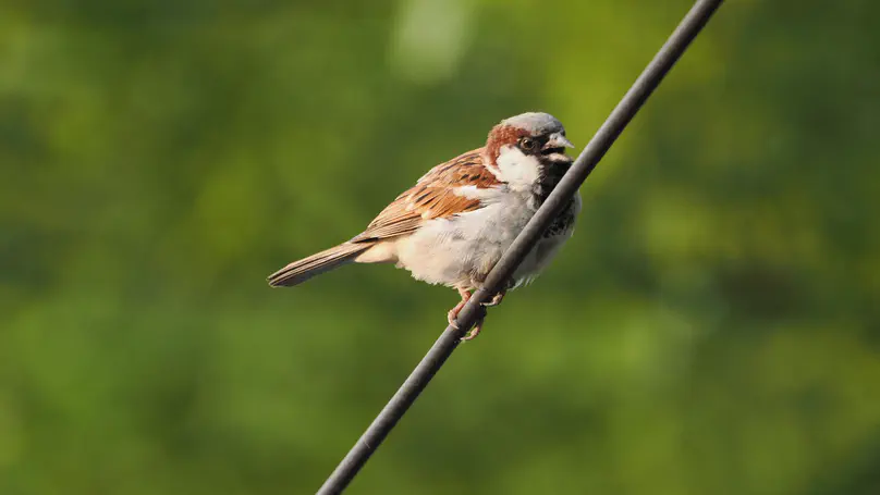 House Sparrow (家麻雀) Passer domesticus