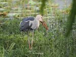 Asian Openbill(钳嘴鹳) Anastomus oscitans