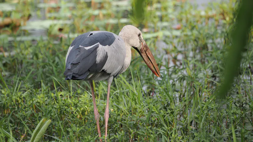 Asian Openbill(钳嘴鹳) Anastomus oscitans