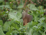 Plain Prinia (纯色山鹪莺) Prinia inornata