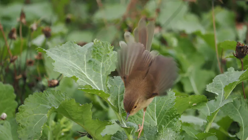 Plain Prinia (纯色山鹪莺) Prinia inornata