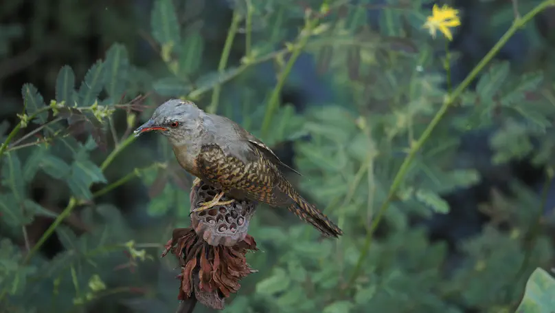 Plaintive Cuckoo (八声杜鹃) Cacomantis merulinus