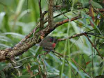 Red-browed Finch (红眉火尾雀) Neochmia temporalis
