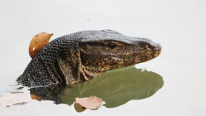 Asian Water Monitor (圆鼻巨蜥) Varanus salvator