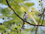 灰卷尾 Ashy Drongo（Dicrurus leucophaeus）