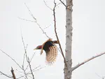 黄嘴栗啄木鸟 Bay Woodpecker（Blythipicus pyrrhotis）