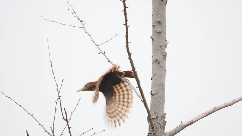 黄嘴栗啄木鸟 Bay Woodpecker（Blythipicus pyrrhotis）
