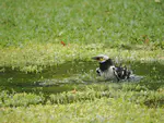 黑领椋鸟 Black-collared Starling（Gracupica nigricollis）