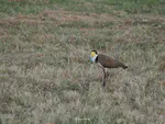 白颈麦鸡 Masked Lapwing（Vanellus miles）