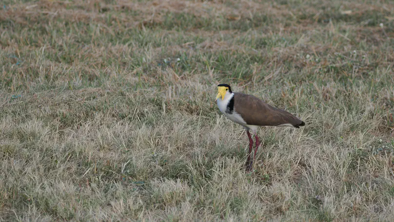 白颈麦鸡 Masked Lapwing（Vanellus miles）