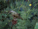 八声杜鹃 Plaintive Cuckoo（Cacomantis merulinus）