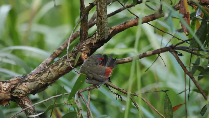 红眉火尾雀 Red-browed Finch（Neochmia temporalis）