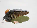 圆鼻巨蜥 Asian Water Monitor（Varanus salvator）